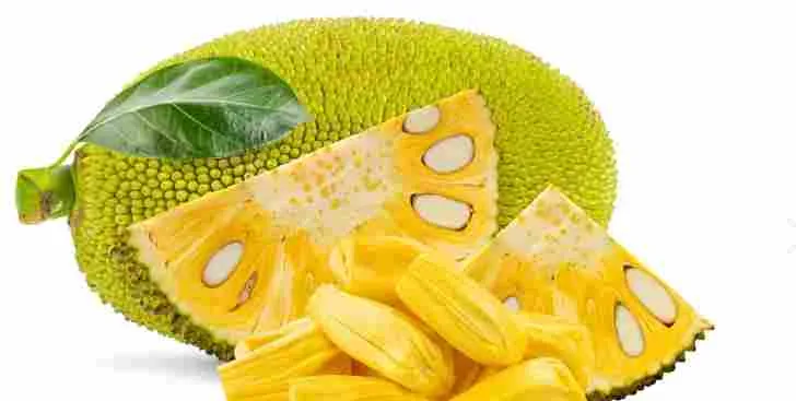 [FVF057] Jackfruit