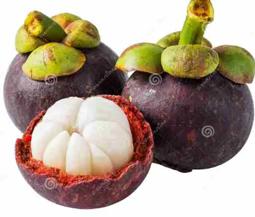 [FVF083] Mangosteen