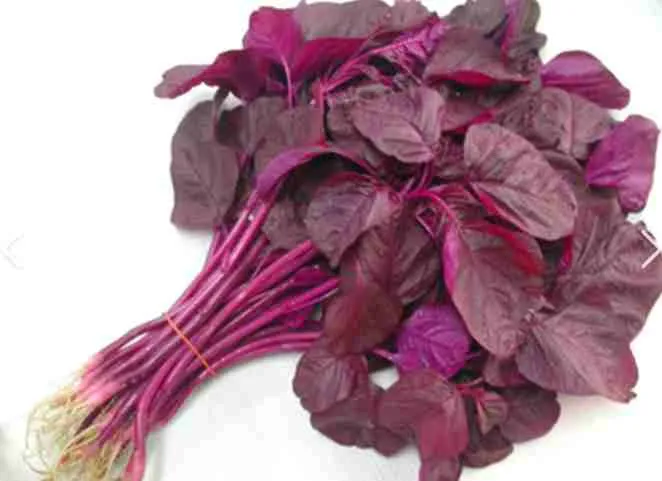 [FVFLU116] Red Spinach