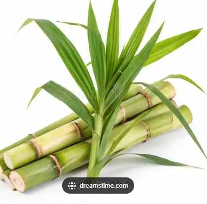 Sugar Cane