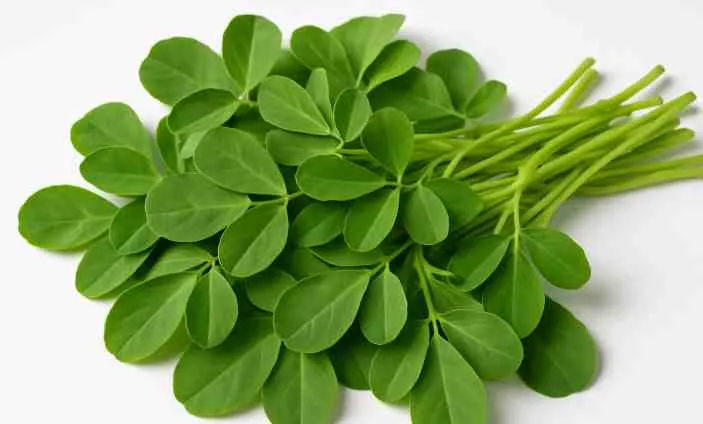 Methi Bund