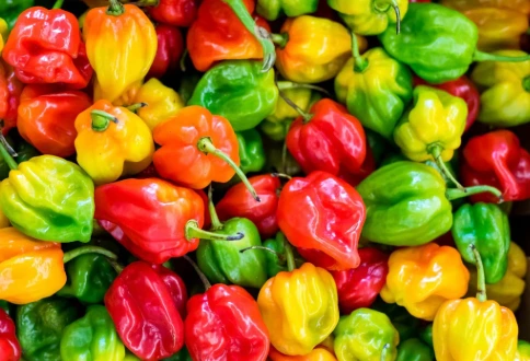 Habanero (Hot Pepper)