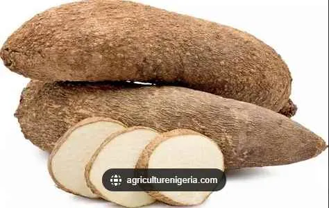 Yam