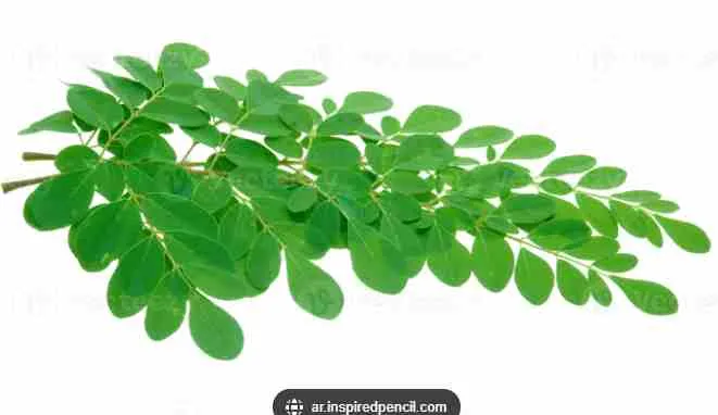 Moringa Leaves