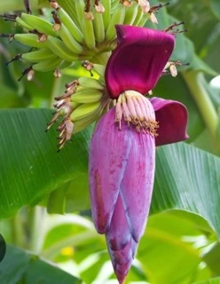 Bananenblüte (Banana Flower)