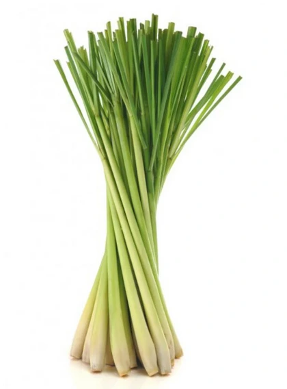 Lemongrass (Zitronengras)